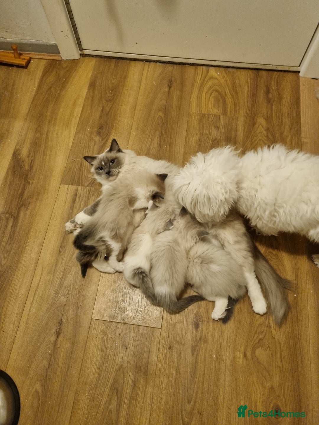 Ragdoll cats for sale: Ragdoll kittens  - Image 11