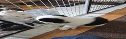 Siberian Husky dogs for sale: EBONY / ARYA SIBERIAN HUSKYS READY TO LEAVE  - Advert 28