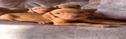 Hungarian Vizsla dogs for sale: Hungarian viszla puppies  - Advert 22