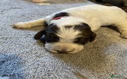 Cockapoo dogs for sale: Gorgeous cockapoo puppies F1B - Image 8