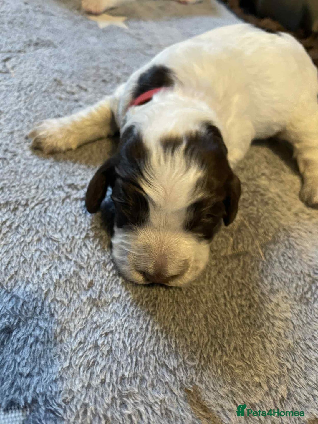 Cockapoo dogs for sale: Gorgeous cockapoo puppies F1B - Image 8