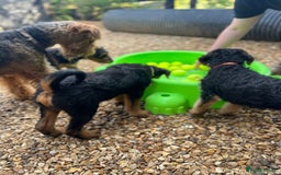 Airedale Terrier dogs for sale: Just 2 KC Registered Airedale Boys Available  in Kettering - Image 12