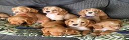 Cocker Spaniel dogs for sale: Kc registered cocker spaniel pups - Advert 2