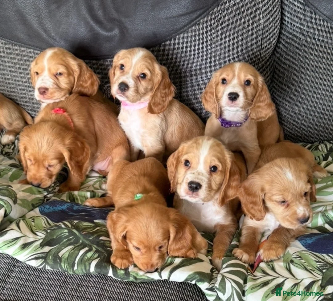 Cocker Spaniel dogs for sale: Kc registered cocker spaniel pups - Advert 2