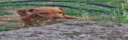 Dachshund dogs for sale: 1 Miniature dachshund left in Swadlincote - Advert 7