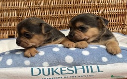 Jack Russell dogs for sale: Rare coloured mini Jack Russells - Image 9