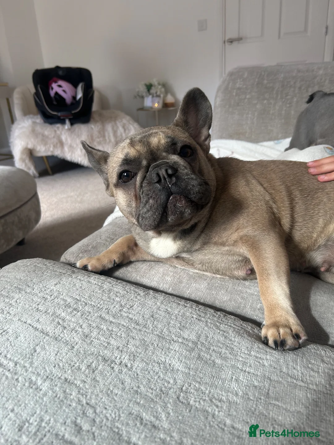 French Bulldog dogs for sale: Beautiful 1 year Old Female French Bulldog - Advert 2
