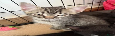 Maine Coon Kitten 5
