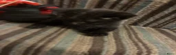 Mixed Breed cats for sale: Grey Kittens - Advert 6