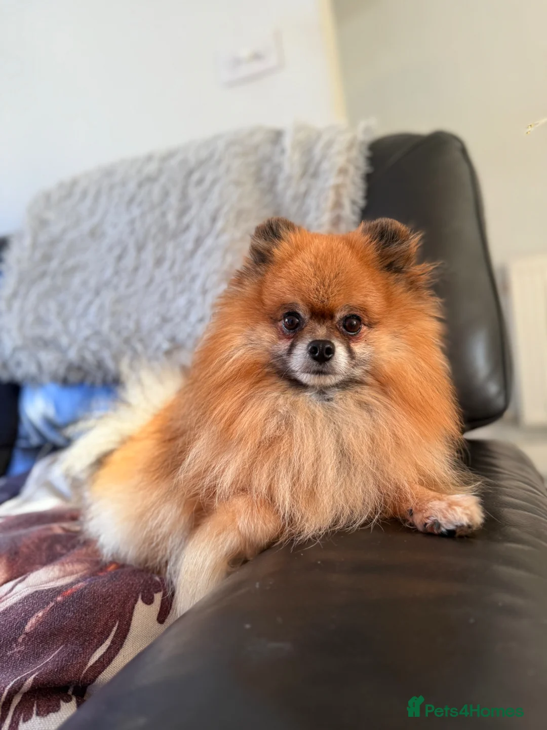 Pomeranian dogs for stud: KC Pomeranian Male for Stud-Pick of Litter wanted in Rugby - Advert 1
