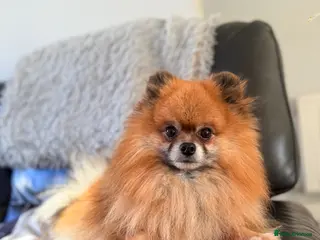 Pomeranian dogs KC Pomeranian Male for Stud-Pick of Litter wanted - Advert 1