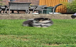 Pomsky dogs for sale: Pomsky puppies very small toy size F3  - Image 30