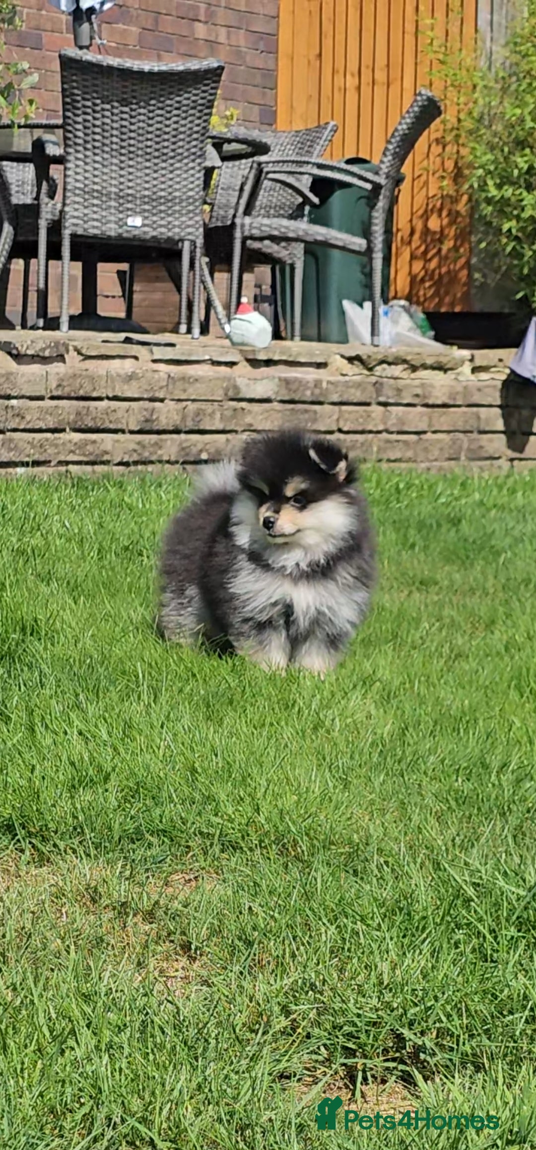 Pomsky dogs for sale: Pomsky puppies very small toy size F3  - Image 30