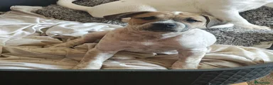Mixed Breed 3