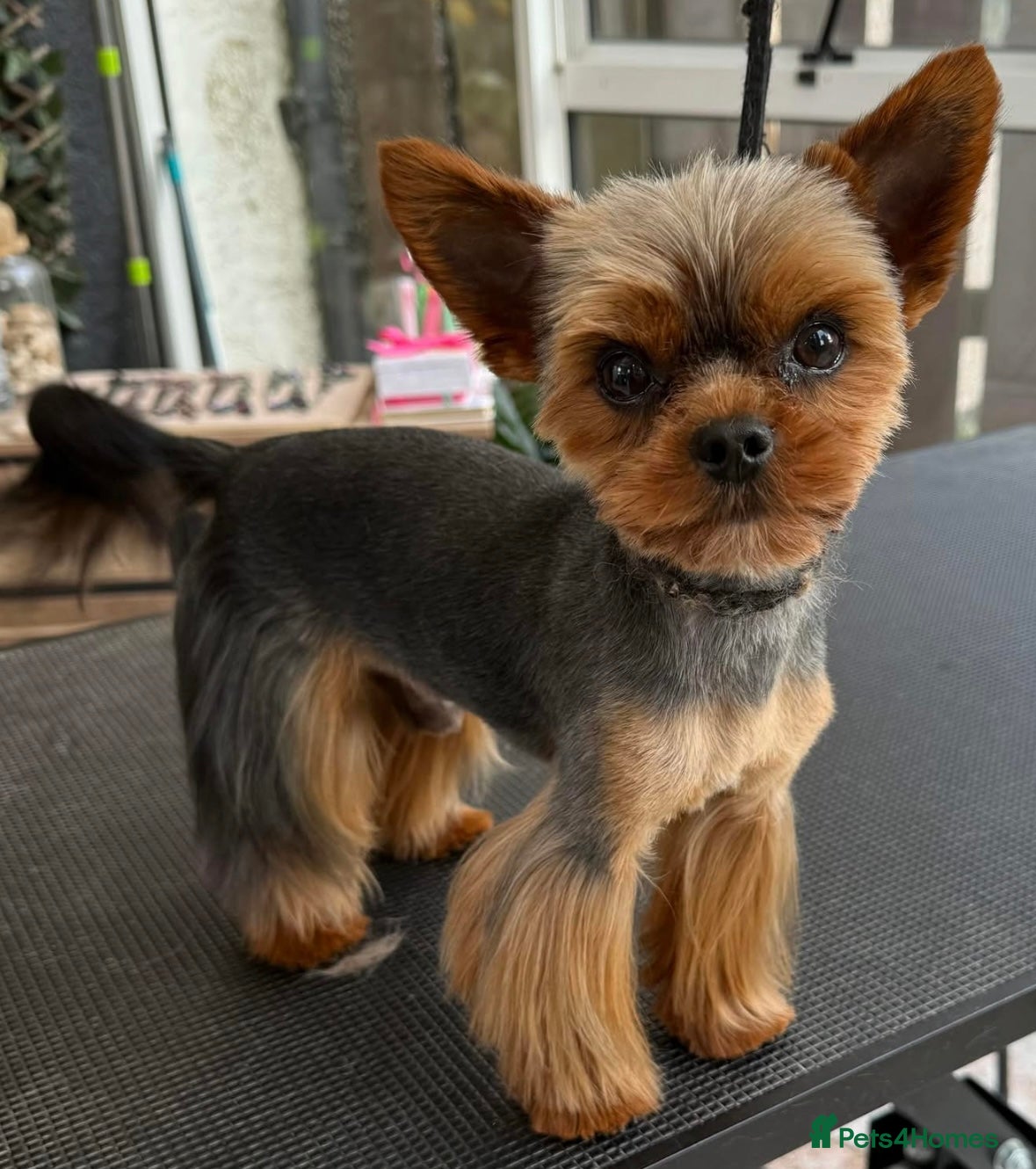Yorkshire Terrier dogs Tiny Yorkshire Terrier for stud  - Advert 1