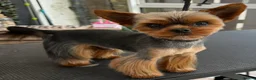 Yorkshire Terrier dogs for stud: Tiny Yorkshire Terrier for stud  - Advert 1