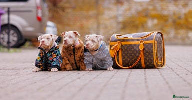 American Bully dogs - Advert 2