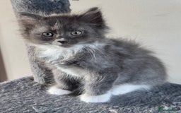 Mixed Breed cats for sale: Maine coon cross ragdoll kittens stunning blues - Advert 4