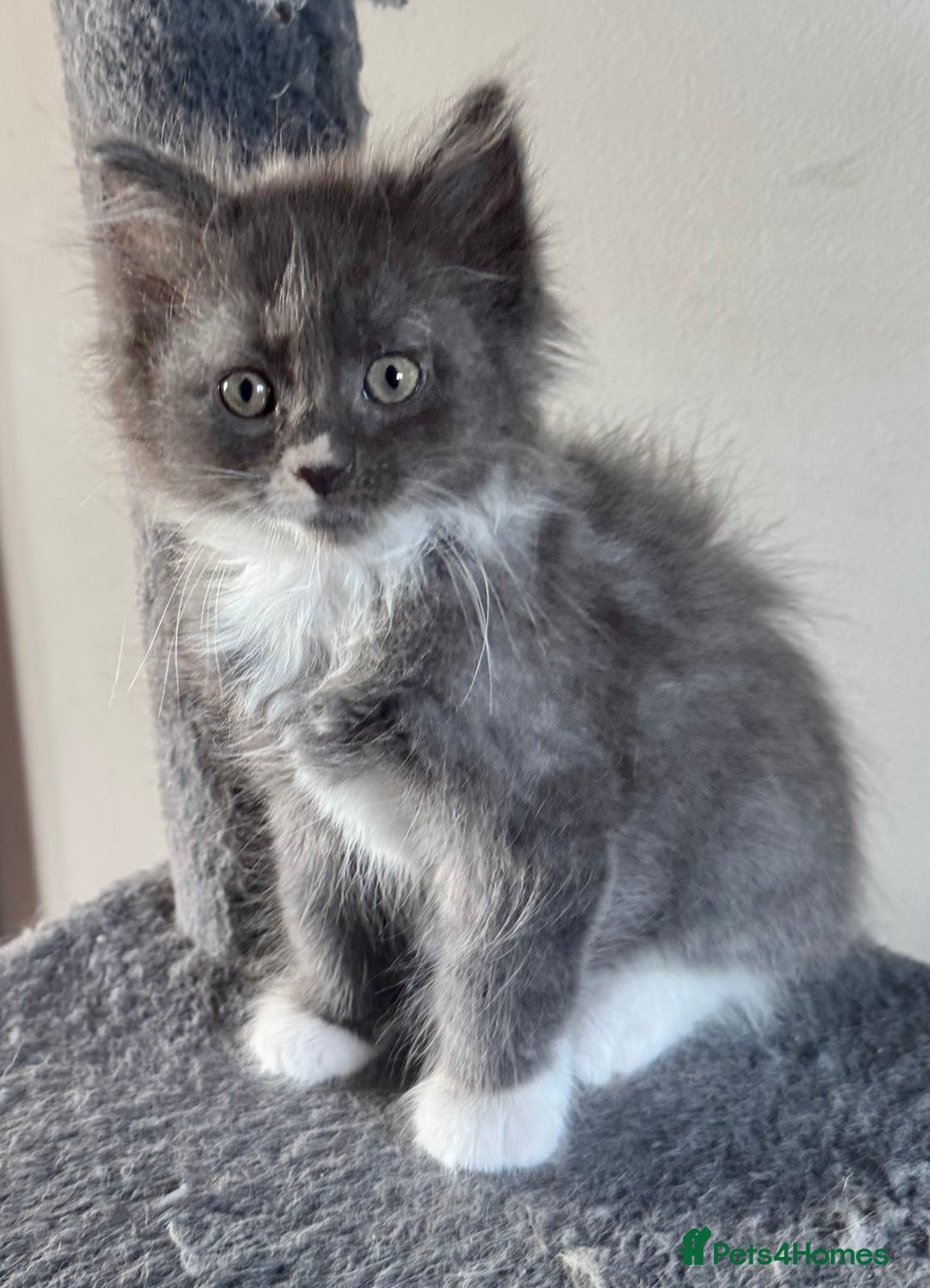 Mixed Breed cats for sale: Maine coon cross ragdoll kittens stunning blues - Advert 4