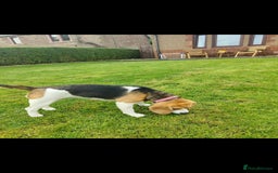 Beagle dogs for sale: 2 and a half year old beagle  - Image 4