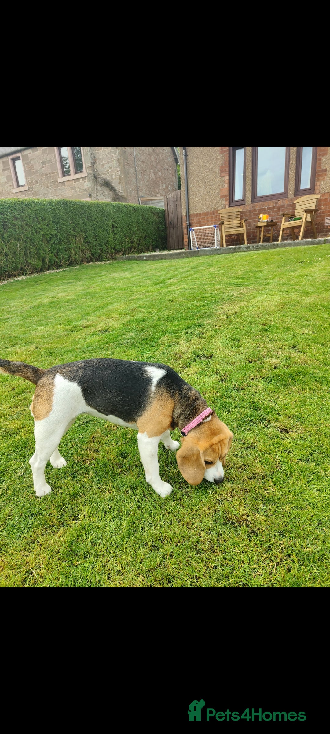 Beagle dogs for sale: 2 and a half year old beagle  - Image 4