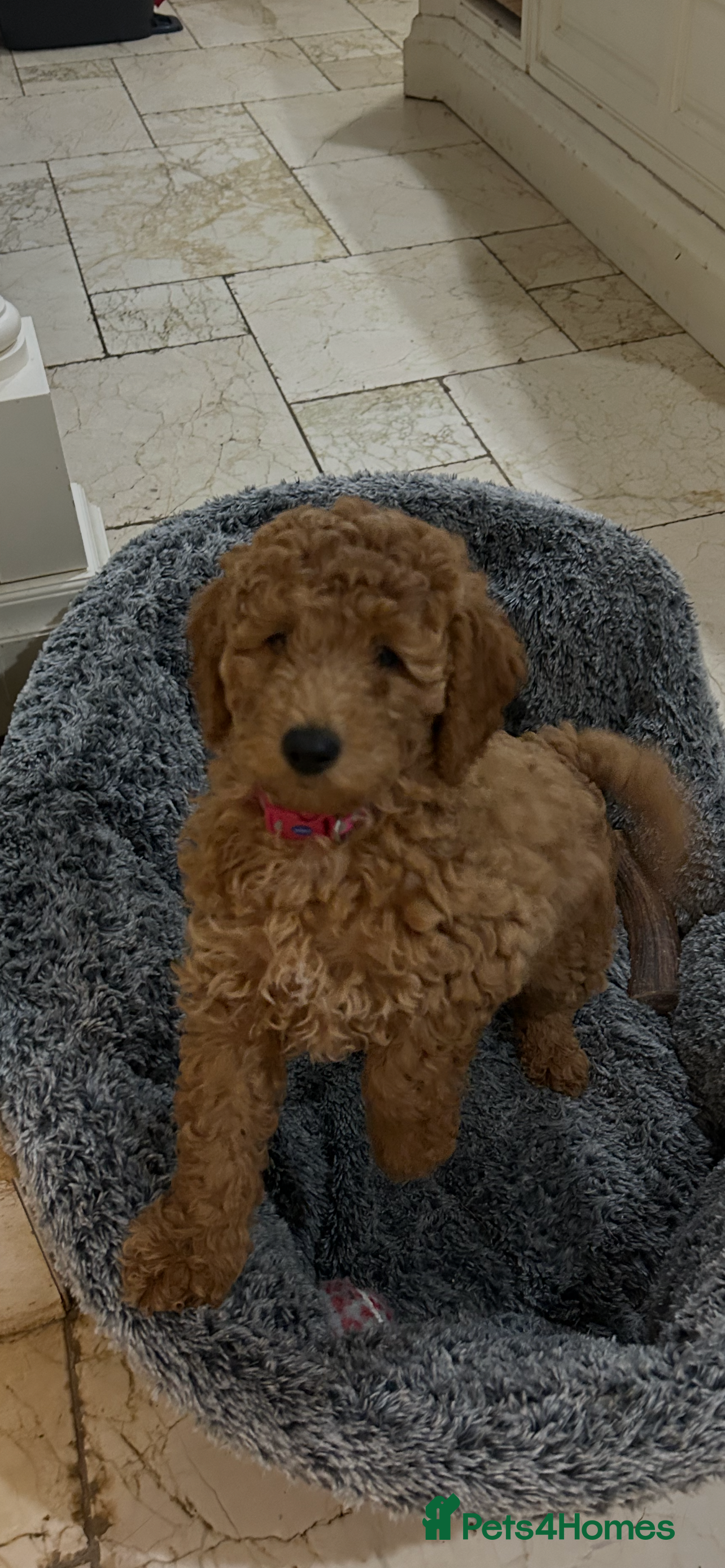 Miniature Poodle dogs KC REG MINIATURE POODLE PUPS - Advert 2