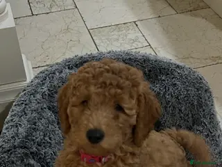 Miniature Poodle dogs KC REG MINIATURE POODLE PUPS - Advert 2