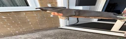 American Bully dogs for sale: Blue tri female pocket bully - Advert 8