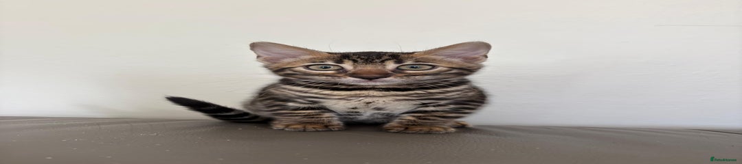 Bengal Kitten 2