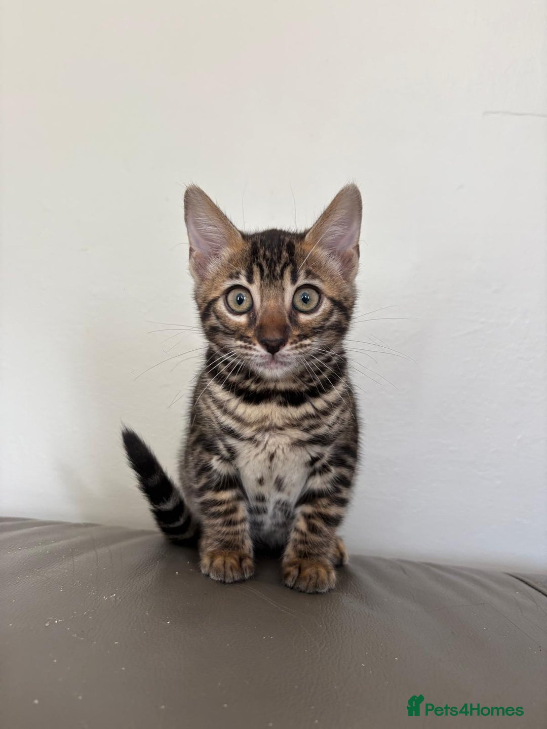 Bengal cats for sale: Pure bred bengal kittens - Image 8