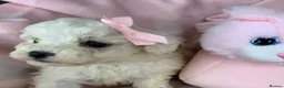 Poochon dogs for sale: F1 Toy Poochons  in Saint Austell - Advert 15