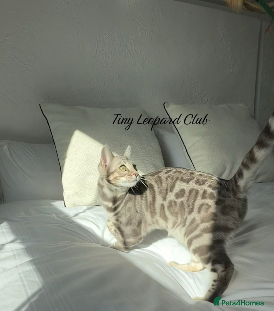 Bengal cats Bengal Brother and Sister: to be re-homed together - Advert 2