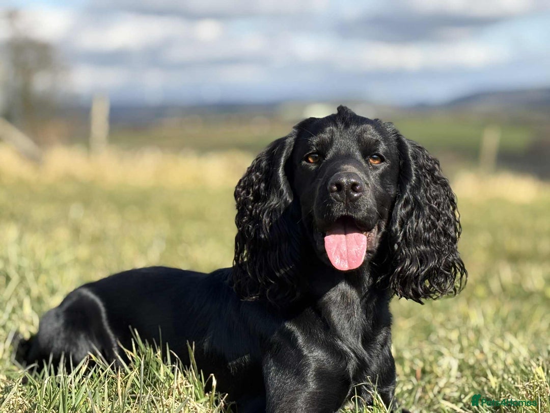 Cocker Spaniel dogs for stud: Champion Bred KC reg Health tested working Cocker - Image 2