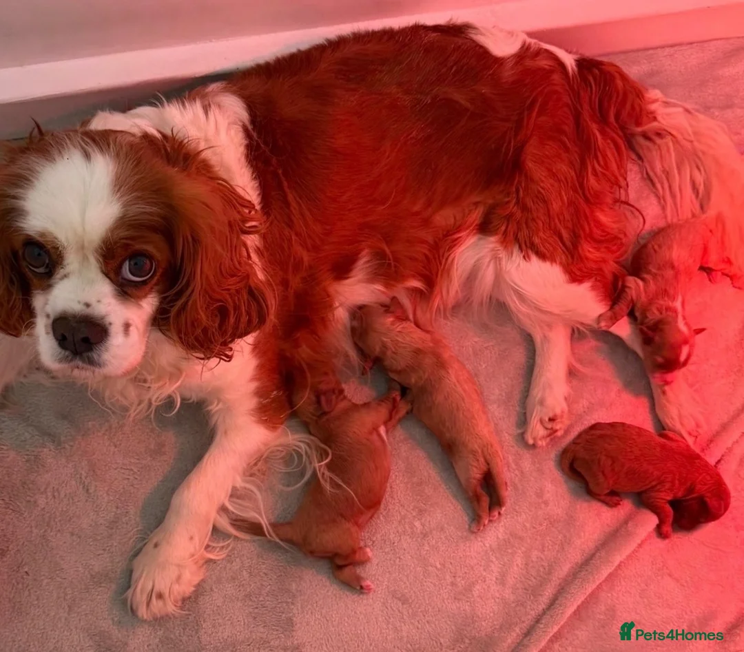 Cavapoo dogs for sale: F1 cavapoo puppies  in Cambridge - Advert 8