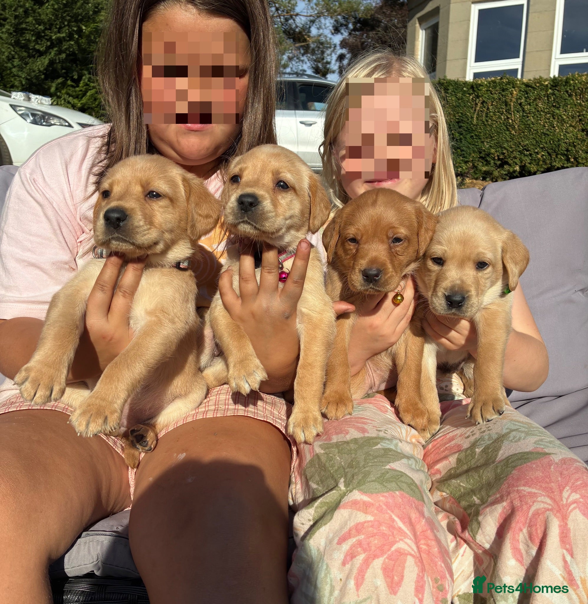 Labrador Retriever dogs ONLY 3 LEFT 🐾 STUNNING FAMILY KC LABRADORS  - Advert 2