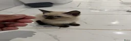 Mixed Breed cats for sale: BEAUTIFUL SIAMESE X SHORTHAIR KITTENS in London - Advert 4