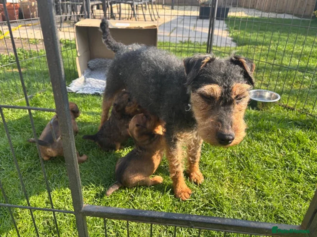 Lakeland Terrier dogs for sale: Lakeland terrier dog puppy - Advert 1