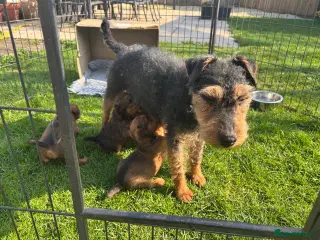 Lakeland Terrier dogs Lakeland terrier dog puppy - Advert 12