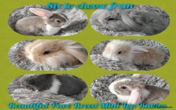 Mini Lop rabbits for sale: Beautiful Mini Lop Babies - 6 to choose from  - Image 1