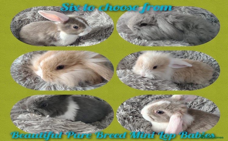 Mini Lop rabbits - Advert 2
