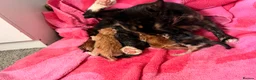 Mixed Breed cats for sale: Gorgeous litter of kittens  - Advert 2