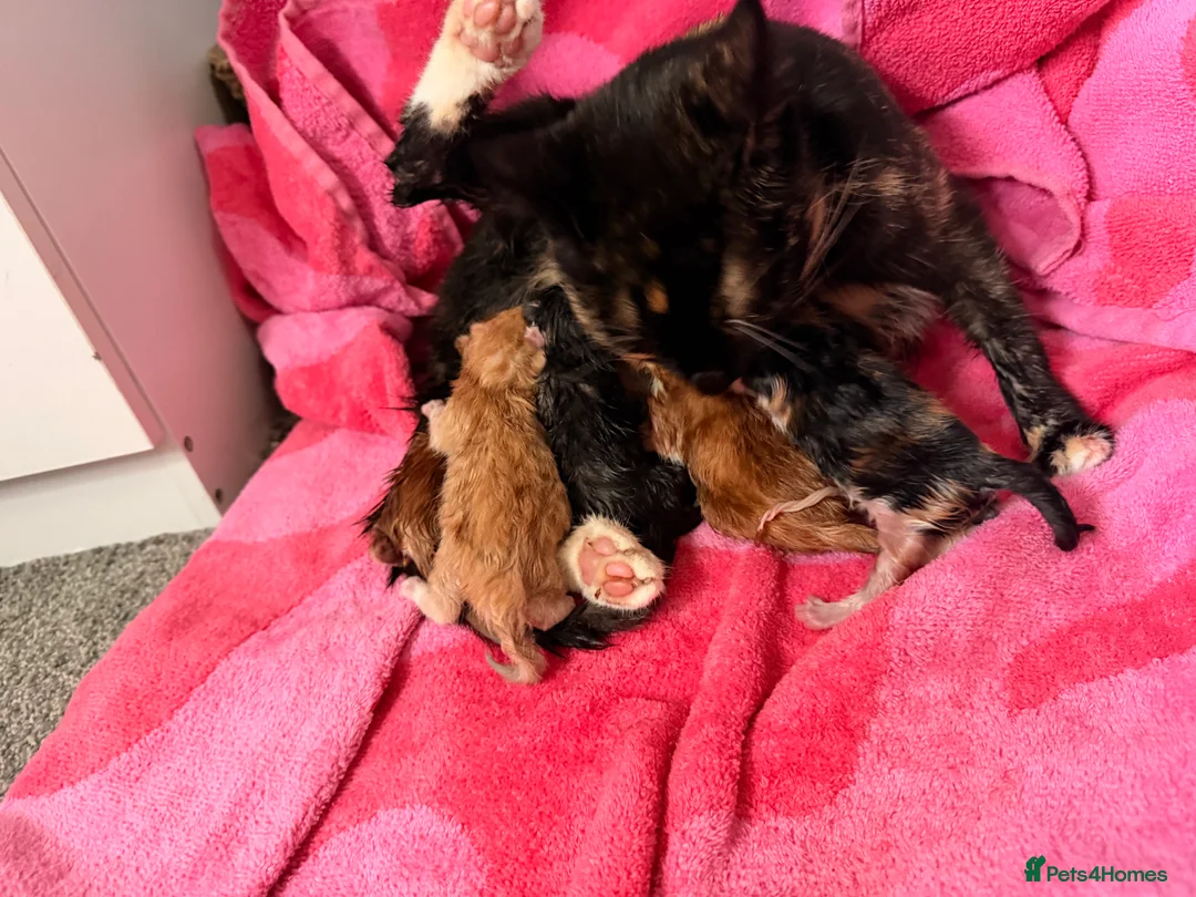Mixed Breed cats for sale: Gorgeous litter of kittens  - Advert 2