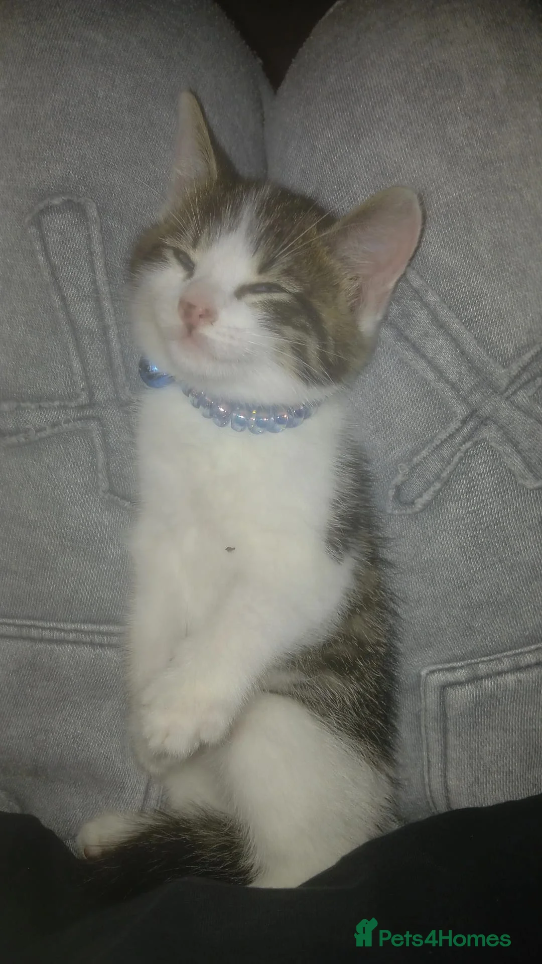 Domestic Shorthair cats for sale: Two blue eyed boys looking for special homes - Advert 7