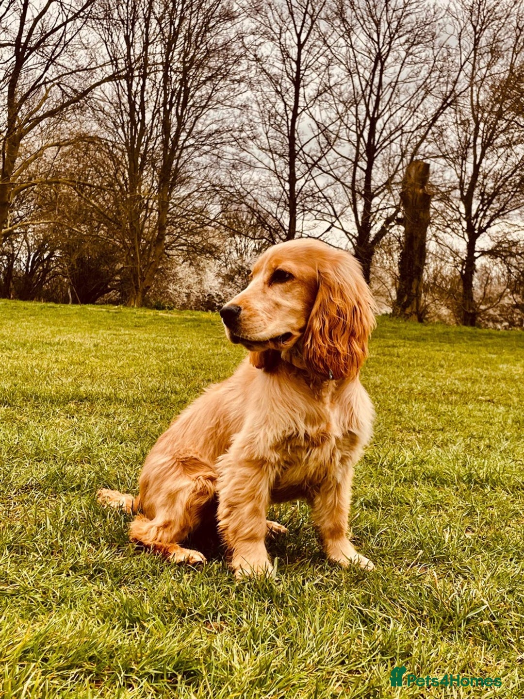 Cocker Spaniel dogs for sale: Cocker Spaniel Litter Due 🐾 - Advert 12