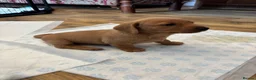 Borador dogs for sale: Fox Red Labrador  Cross Border Collie  in Wellington - Advert 5