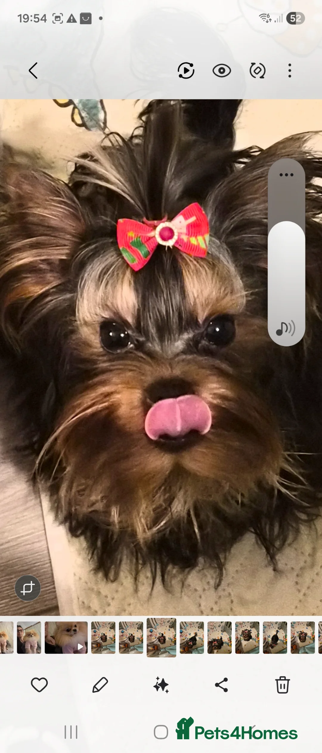 Yorkshire Terrier dogs for stud: Toy yorky boy for stud - Advert 6