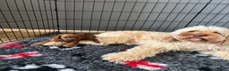 Cockapoo dogs for sale: F1b fox red cockerpoo - Advert 3