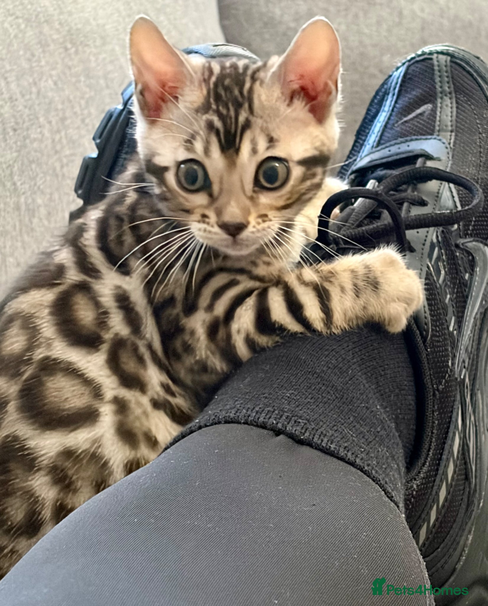 Bengal cats 2 Gorgeous Bengal Kittens ready for new homes - Advert 1