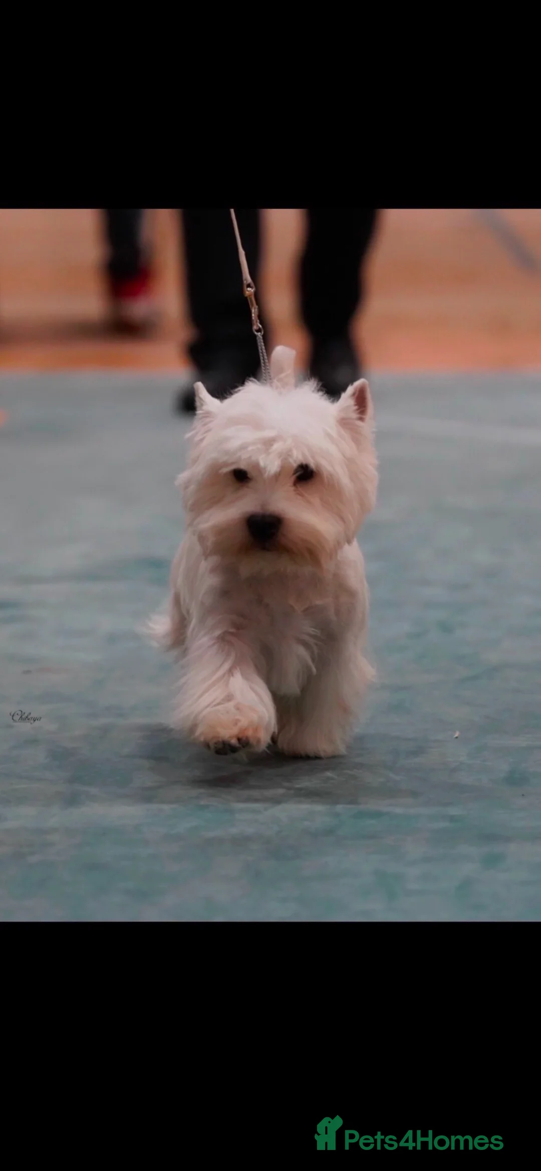 West Highland Terrier dogs for stud: Quality proven west highland terrier Stud  in Newark - Advert 3