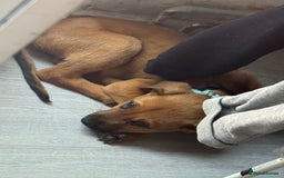 Mixed Breed dogs for sale: Milo  - Image 3